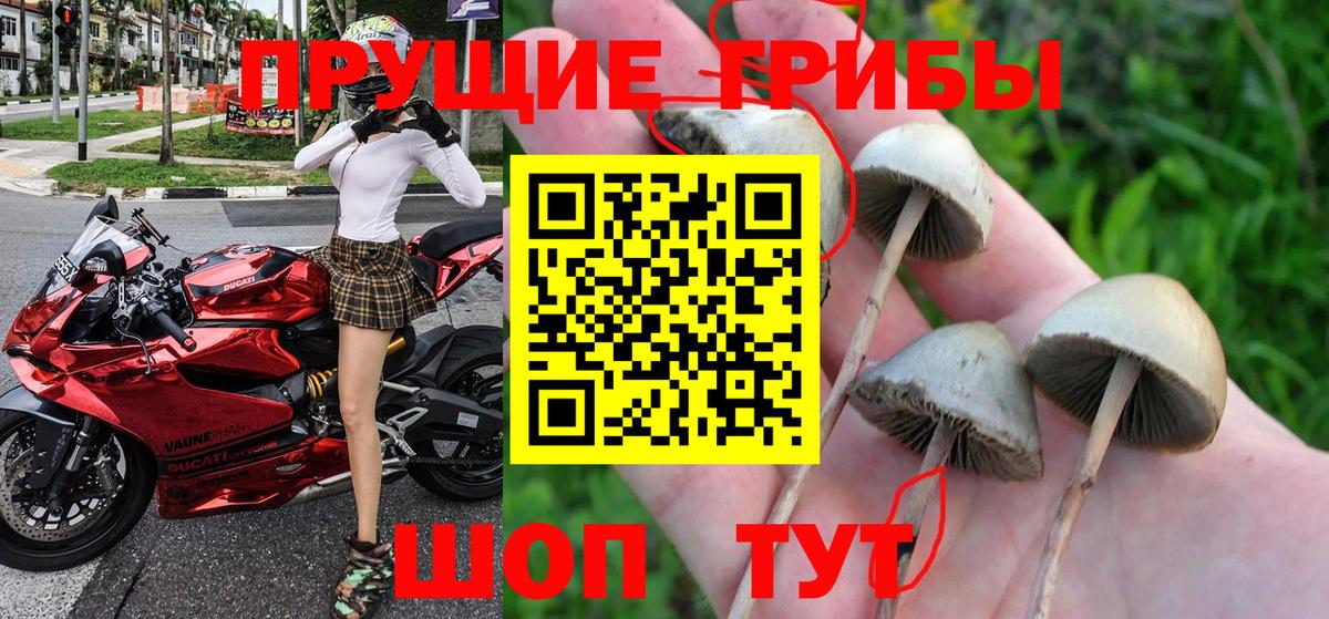 Псилоцибиновые грибы мицелий Протвино